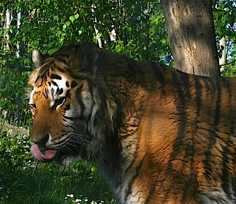 Der Zoo Punta Verde von Lignano