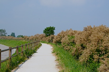 Lignano auf dem Fahrrad