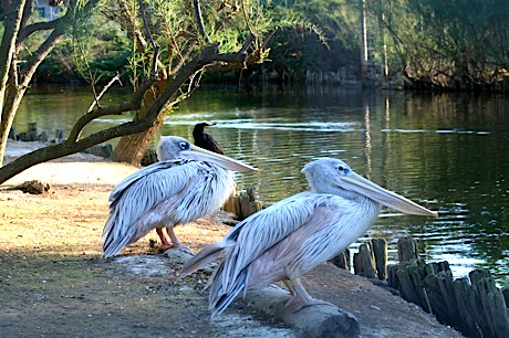 Birds and Pelicans at Zoo Lignano
