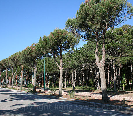 Lignano Pineta