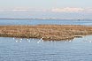 Gabbiani Nella Laguna Di Lignano